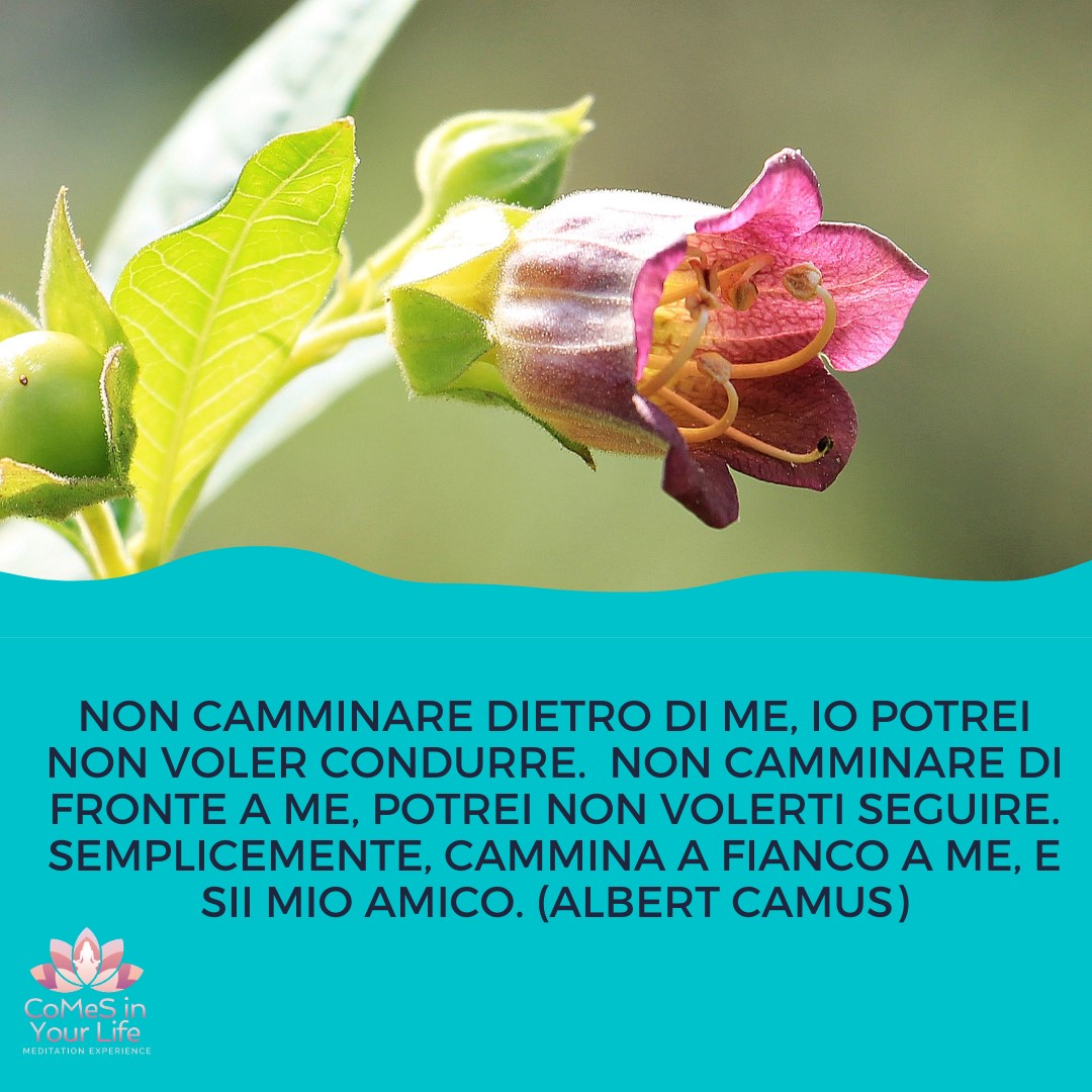 Amico